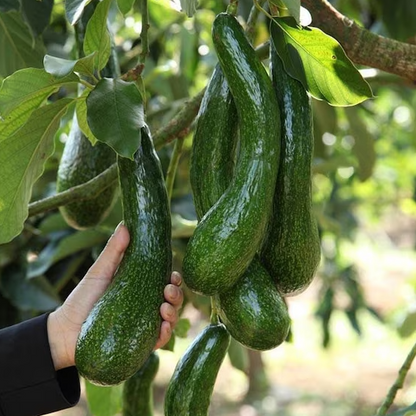 Avocado 'Russell' (Persea Americana) - Grafted - LIVE PLANT