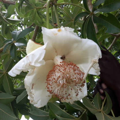 Baobab (Adansonia Digitata) - Seedling - LIVE PLANT