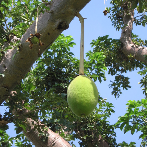 Baobab (Adansonia Digitata) - Seedling - LIVE PLANT