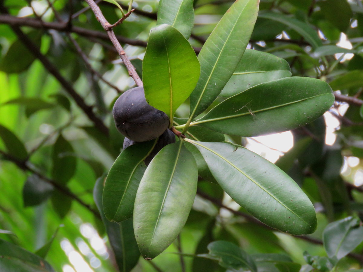 Black Apple (Pouteria Australis) - Seedling - LIVE PLANT