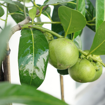 Black Sapote (Diospyros Nigra) - Grafted - LIVE PLANT