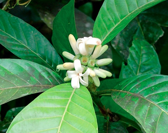 Borojo (Alibertia patinoi) - Seedling - LIVE PLANT