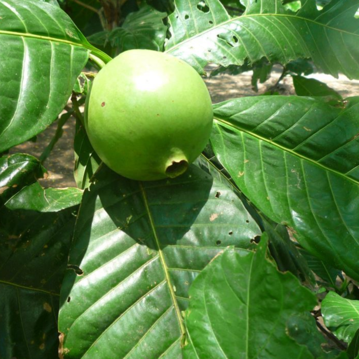 Borojo (Alibertia patinoi) - Seedling - LIVE PLANT