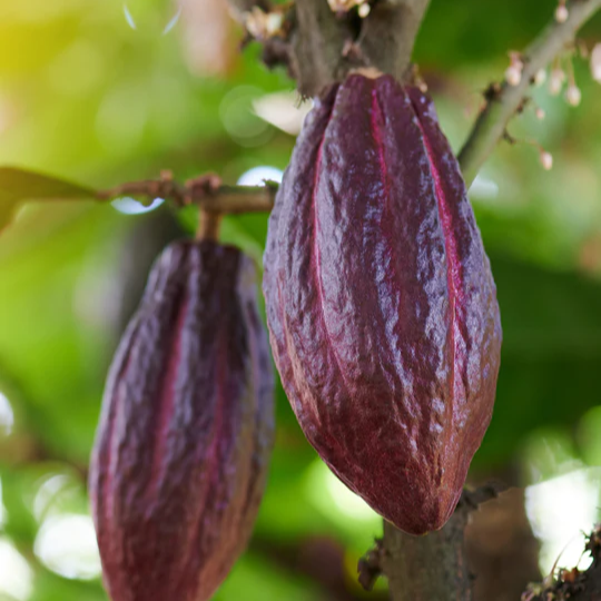 Cacao 'Red' (Theobroma cacao) - Seedling - LIVE PLANT