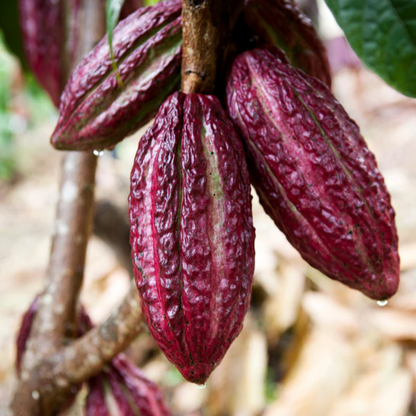 Cacao 'Red' (Theobroma cacao) - Seedling - LIVE PLANT