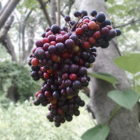 Cambodian Wild Grape (Ampelocissus Martini) - Seedling - LIVE PLANT