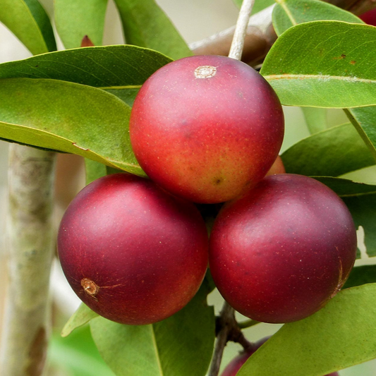 Camu Camu (Myrciaria Dubia) - Seedling - LIVE PLANT