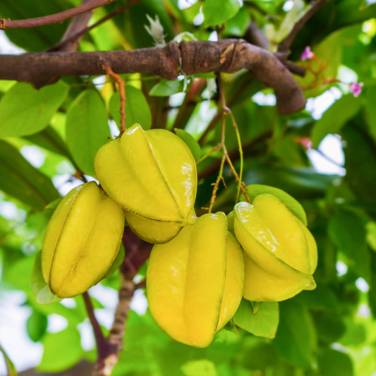 Carambola / Star Fruit (Averrhoa Carambola) - Grafted - LIVE PLANT