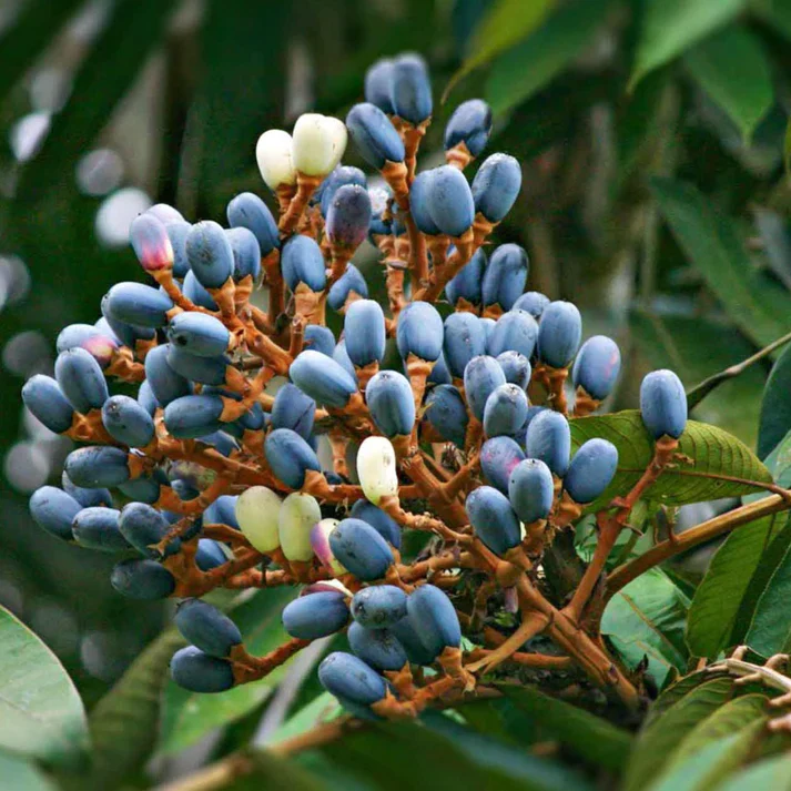 Dabai (Canarium Odontophyllum) - Seedling - LIVE PLANT