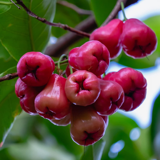 Dalhari Chamba (Syzygium Samarangense) - Air Layer - LIVE PLANT