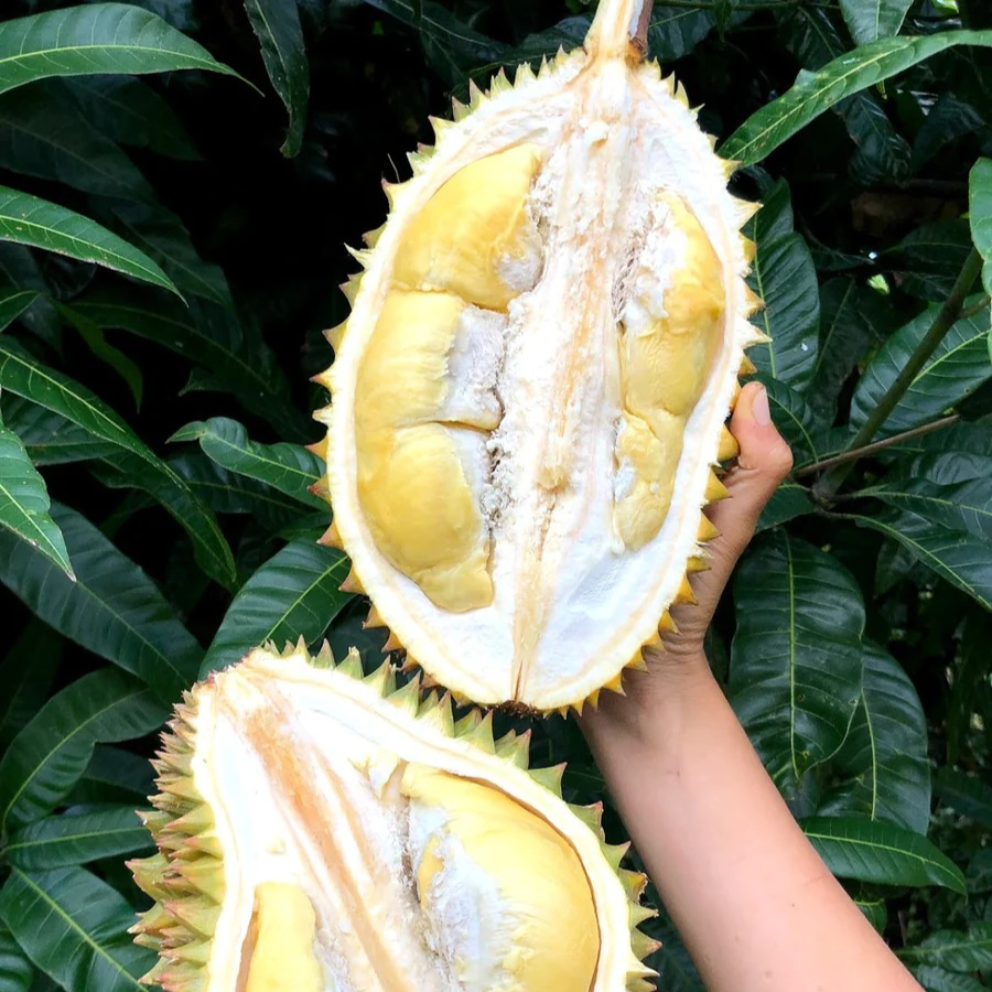 Durian (Durio zibethinus L.) - Grafted - LIVE PLANT