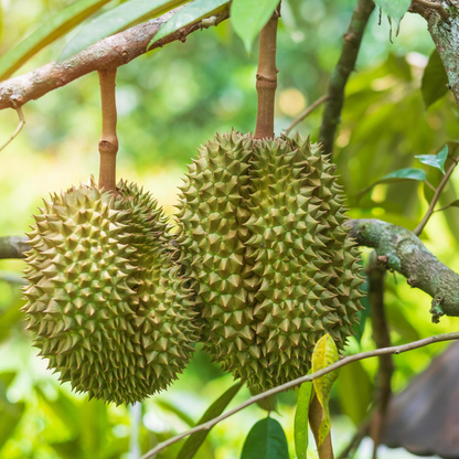 Durian (Durio zibethinus L.) - Grafted - LIVE PLANT