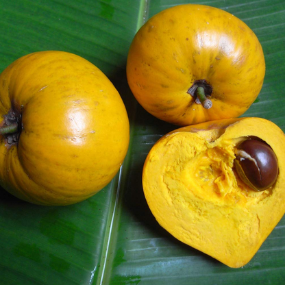 Egg Fruit (Pouteria Campechiana) - Seedling - LIVE PLANT