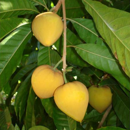 Egg Fruit (Pouteria Campechiana) - Seedling - LIVE PLANT