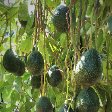 Avocado 'Gem' (Persea Americana) - Grafted - LIVE PLANT