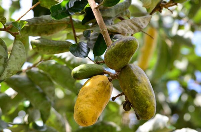 Giant Olosapo (Couepia Polyandra) - Seedling - LIVE PLANT