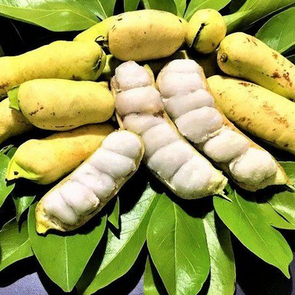 Guama Ice Cream Bean (Inga laurina) - Seedling - LIVE PLANT