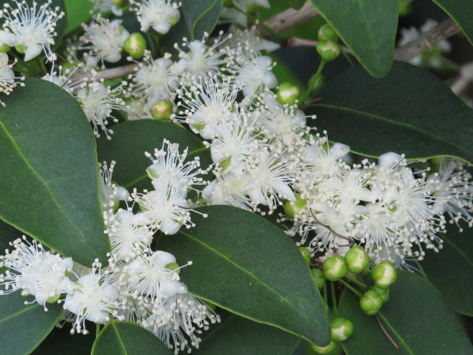 Guamirim (Eugenia Florida) - Seedling - LIVE PLANT