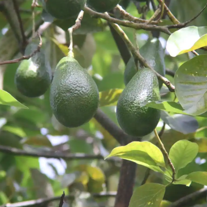 Avocado 'Hass' (Persea Americana) - Grafted - LIVE PLANT