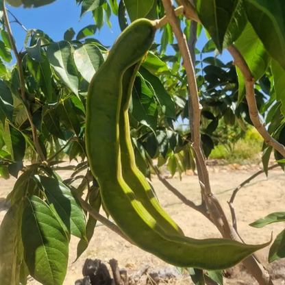 Ice Cream Bean (Inga Edulis) - Seedling - LIVE PLANT