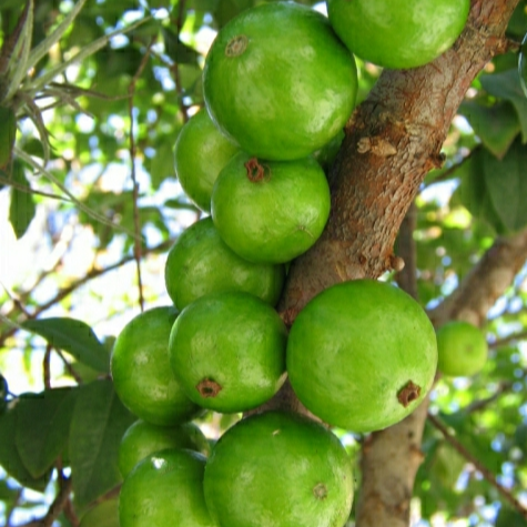 Jaboticaba 'Cristal Green' (Plinia Cauliflora) - Seedling - LIVE PLANT