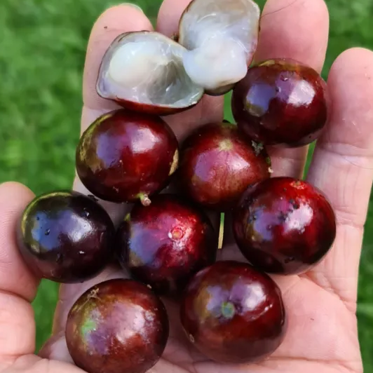 Jaboticaba 'Red Hybrid' (Plinia Cauliflora) - Seedling - LIVE PLANT