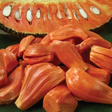 Jackfruit 'Daeng Suriya' (Artocarpus Heterophyllus) - Grafted - LIVE PLANT