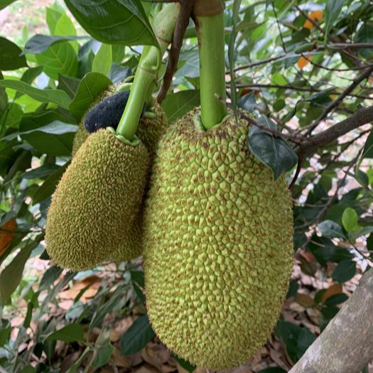 Jackfruit 'Daeng Suriya' (Artocarpus Heterophyllus) - Grafted - LIVE PLANT