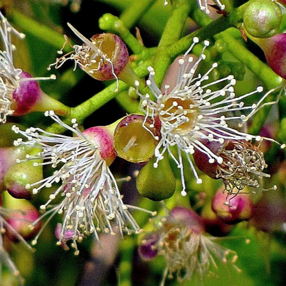 Jamun 'Thai King' (Syzygium cumini) - Grafted - LIVE PLANT