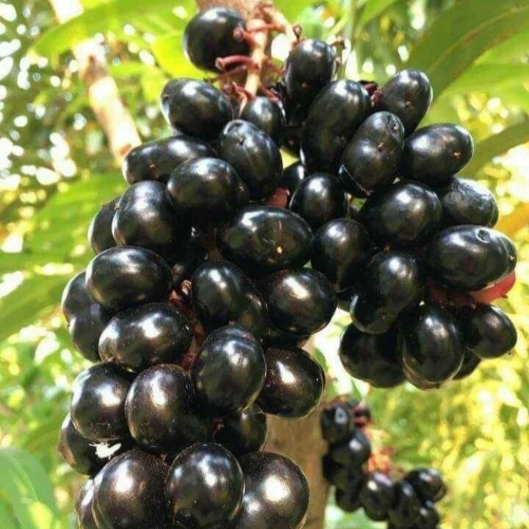 Jamun 'Thai King' (Syzygium cumini) - Grafted - LIVE PLANT