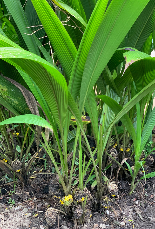 Lemba (Curculigo Capitulata) - Seedling - LIVE PLANT