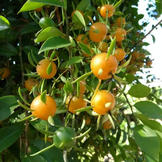 Lemon Vine (Pereskia Aculeata) - Air Layer - LIVE PLANT