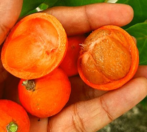 Lolly Berry (Salacia Chinensis) - Seedling - LIVE PLANT