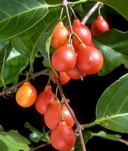 Lolly Berry (Salacia Chinensis) - Seedling - LIVE PLANT