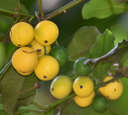 Mexican Garcinia (Garcinia Mexicana) - Seedling - LIVE PLANT