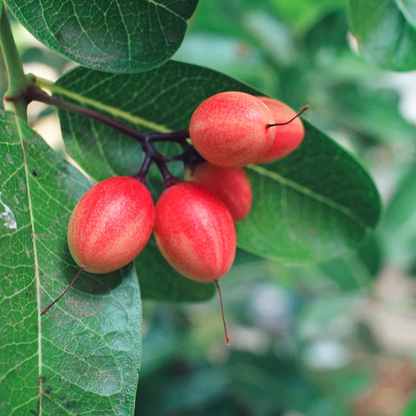 Miracle Fruit (Synsepalum dulcificum) - Seedling - LIVE PLANT