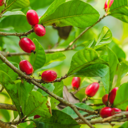 Miracle Fruit (Synsepalum dulcificum) - Seedling - LIVE PLANT