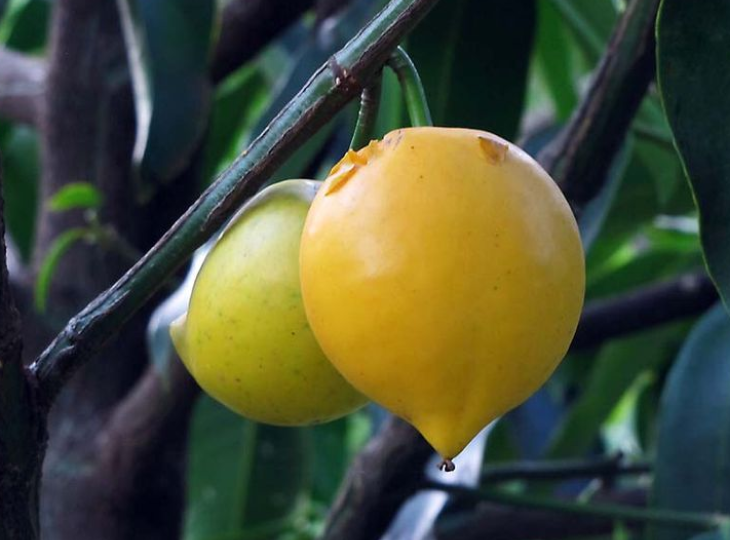 Mundu Fruit (Garcinia dulcis) - Seedling - LIVE PLANT