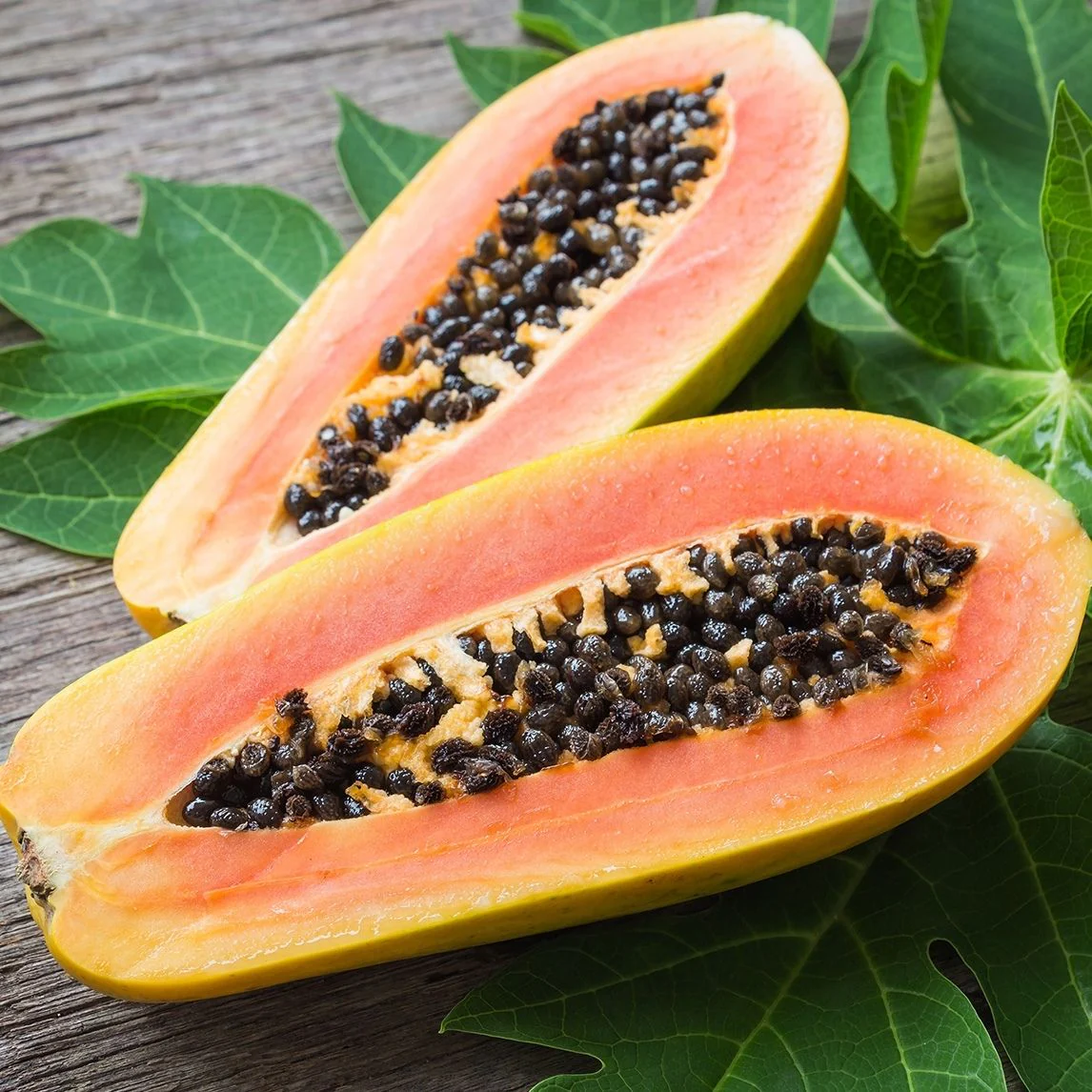 Papaya 'Red Lady' (Carica Papaya) - Seedling - LIVE PLANT