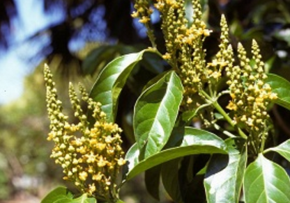 Peanut Butter Fruit (Bunchosia Glandulifera) - Seedling