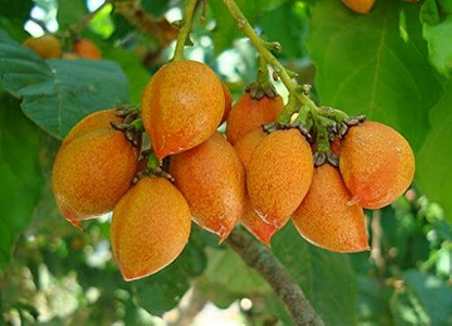 Peanut Butter Fruit (Bunchosia Glandulifera) - Seedling