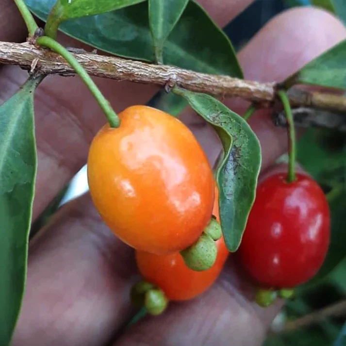 Pitanga de Perdiz (Eugenia Observa) - Seedling - LIVE PLANT