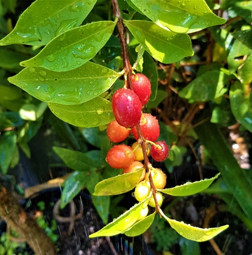 Pitanga de Perdiz (Eugenia Observa) - Seedling - LIVE PLANT