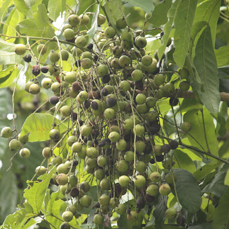 Pongro Fruit (Schleichera oleosa) - Seedling - LIVE PLANT