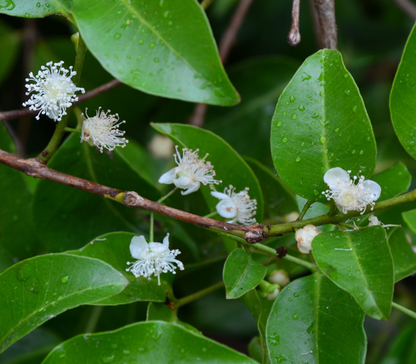 Purple Forest Guava (Psidium eugeniaefolia) - Seedling - LIVE PLANT