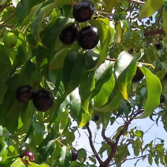 Rainforest Plum (Eugenia candolleana) - Seedling - LIVE PLANT