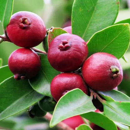 Strawberry Guava 'Red' (Psidium Cattleianum) - Seedling - LIVE PLANT