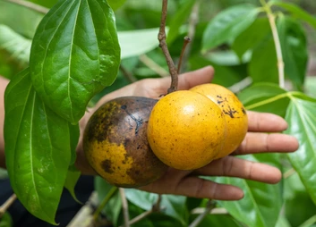 Rovak Fruit (Strychnos nux-blanda) - Seedling – RareFruitTrees.ae