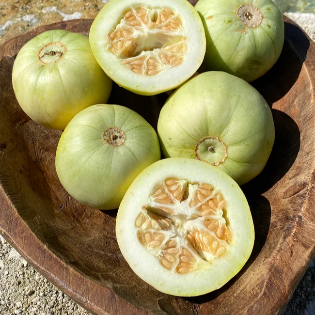 Sakata Melon (Cucumis melo) - Seedling - LIVE PLANT