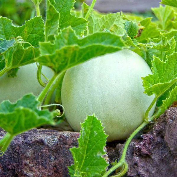 Sakata Melon (Cucumis melo) - Seedling - LIVE PLANT